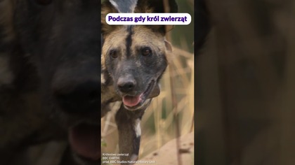 Najskuteczniejszy łowca Afryki to nie lew!