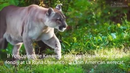 Werebeast lore - The Runa Uturunco - Andean Werecat