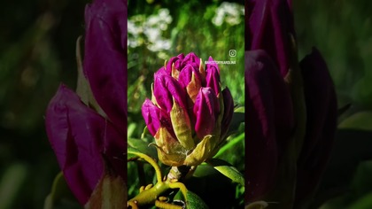 Zatrzymaj się na chwilę, bo życie dzieje się teraz...  #natura #zachódsłońca #makrofotografia