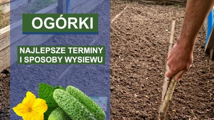  Sprawdzone sposoby i terminy wysiewu ogórków