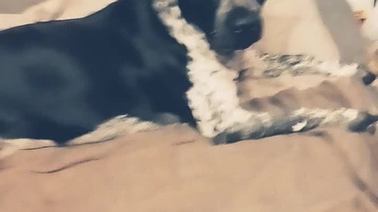 Muj pies na to reaguje