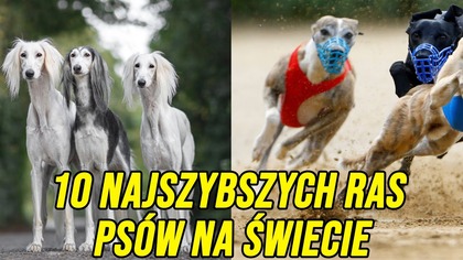 10 NAJSZYBSZYCH RAS PSÓW NA ŚWIECIE