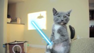 Koty Jedi Gwiezdne Wojny