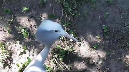piękne zwierzę. Zoo w Warszawie