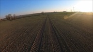 Dzik jest dziki, dzik lubi groch odszkodowanie za szkody łowieckie? - jare zasiewy/ Kula