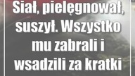 Siał, pielęgnował, suszył.  Wszystko mu zabrali i wsadzili za kratki