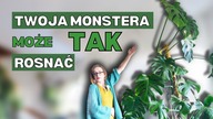 Największa MONSTERA w Moim Domu.  5 TRIKÓW, Które Pomogą Ci Osiągnąć Taki Efekt!