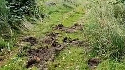 Spacer leśny z Rubikiem! Sharp żegna się z Koszalinem! Jesienna pogadanka Q&A! Dyskusje i wędrówki!