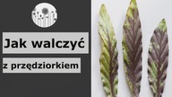Jak walczyć z przędziorkiem ?