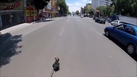 Uciekający pies przez ruchliwe miasto