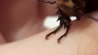 Lucihormetica face up close  #glowspot #roach