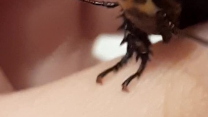 Lucihormetica face up close  #glowspot #roach