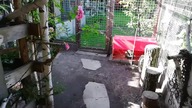 Hens / Kury / Garden kuRaż / niedzielne śniadanie 30. 06. 2019