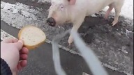 Wielka ucieczka małej świnki