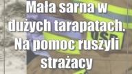 Mała sarna w dużych tarapatach.  Na pomoc ruszyli strażacy