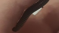 B.  siamesis adult #millipede #wij #krocionóg 