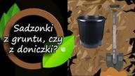 Kupować sadzonki z doniczek, czy kopane z gruntu?