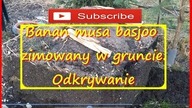 #207.  Cz. 3-Odkrywanie bananów musa basjoo po zimie.  2017r.