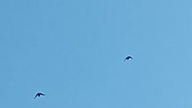 Brak podniebnego trenera już od 2 dni  #pigeon #golebie #hodowlagolebi #birds #fus