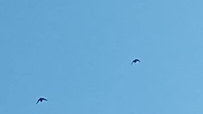 Brak podniebnego trenera już od 2 dni  #pigeon #golebie #hodowlagolebi #birds #fus