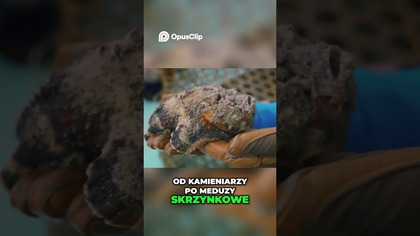 Australia Codzienne zagrożenia i spotkanie z wężem!