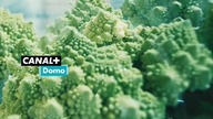 CANAL+DOMO CZ - 20-07-2021 - Zahájení vysílání, Ident