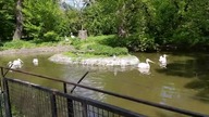 Pelicans fishing at the zoo 