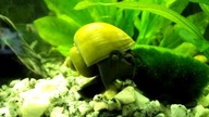 Czarna Ampularia Pomacea bridgesii black