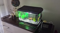 Moje akwarium 25L