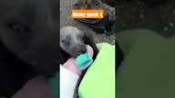Mama resztkami sił uratowała nietoperka.  Cud że ktoś go odnalazł.