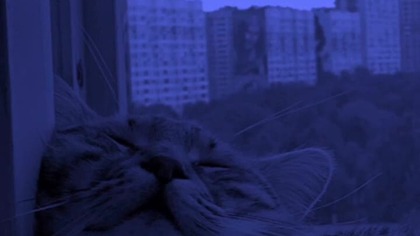 Doomer cat  #music #doomermusic #punk #cat