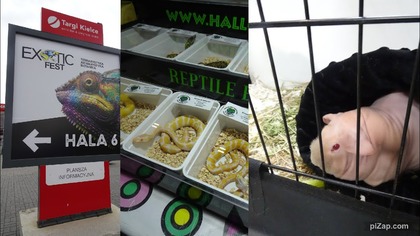 Exotic Fest 2025 r.  Czy kupiłam nowego zwierzaka?