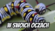 Jak Dużo Soczewek Ma Ważka?