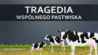 Tragedia wspólnego pastwiska