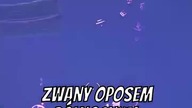 Ciekawostki O oposach!