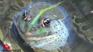 5 Brilliant Ways FISH TRAP .