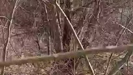Wieszam budki lęgowe dla ptaków