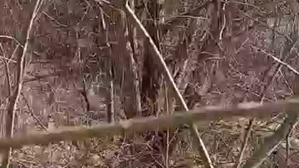 Wieszam budki lęgowe dla ptaków