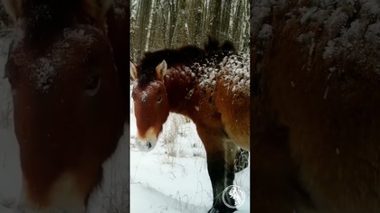 Czarnobyl: Koń Przewalskiego #czarnobyl #opuszczone #Chernobyl #Konie #Horse #Przewalskiego
