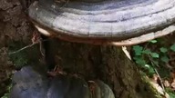 Hubiak pospolity  #grzyby #dlaciebie #short #mushroom #nature