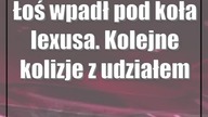 Łoś wpadł pod koła lexusa.  Kolejne kolizje z udziałem dzikich zwierząt