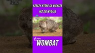 RZECZY KTÓRE SĄ WIĘKSZE NIŻ SIĘ WYDAJĄ WOMBAT
