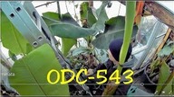 Odc-543-Musa acuminata Dwarf,kawa arabska,papaje,miskant olbrzymi.