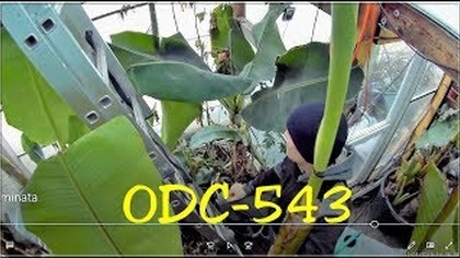 Odc-543-Musa acuminata Dwarf,kawa arabska,papaje,miskant olbrzymi.