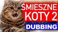 ŚMIESZNE KOTY 2 