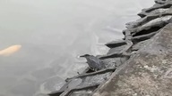 Jak zrobić w ..uja emeryta