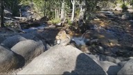 LiveLeak - Wild chipmunk gorges on mushroom in US national park