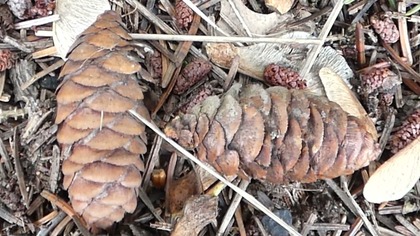 Świerk serbski - Picea omorika