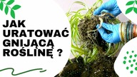 Jak uratować PRZELANĄ GNIJĄCĄ roślinę.  Jak uratować roślinę bez korzeni lub ze zgniłymi korzeniami?