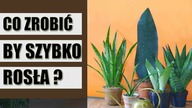 Wszystko, co musisz wiedzieć o SANSEWIERII ! Jak uprawiać wężownicę ?